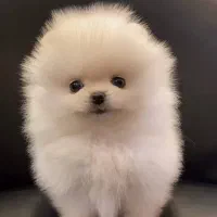 توله پامرانین|سگ|تهران, جنت‌آباد مرکزی|دیوار