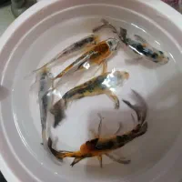 ماهی تری کالر سوپر باله بلند