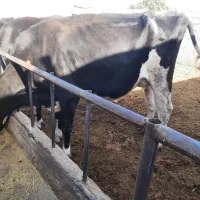 گاو شیری به همراه گوساله|حیوانات مزرعه|زاویه, |دیوار