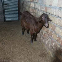 بز جوان دو قولو آبستنه