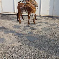 دام عمانی|حیوانات مزرعه|سامان, |دیوار