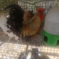 خروس محلی بزرگ و جوان مرغ گیر