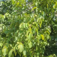 باغ ثمری سی سخت با ویوی عالی|فروش زمین و ملک کلنگی|سی‌سخت, |دیوار