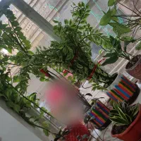 گل طبیعی با گلدان