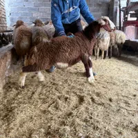 فروشگاه آنلاین دام زنده