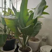 سرحال و شاداب گل|گل و گیاه طبیعی|سبزوار, فیاض|دیوار