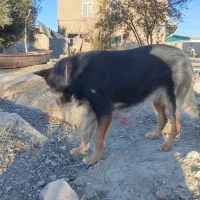 سگ هاسکی ژرمن.|سگ|گنبد کاووس, |دیوار