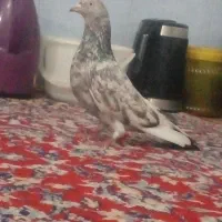 سلام یک عدد کبوتر پامیلی