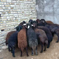 سلام 15 راس بره ماده قزل افشار  مال یه خونه