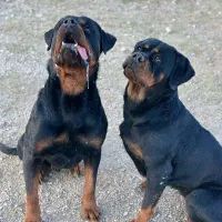 توله روتوایلر حرفه ای ۱۸