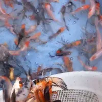 مزرعه پرورش و پخش ماهی کوی حوض آکواریوم طعمه و....|ماهی|تهران, مینابی|دیوار