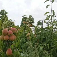 باغ گلابی ۱۰۰۰ متری با سهم آب