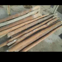 خریدار انواع چوب تیر سقفی تنه و نوپانی درختان