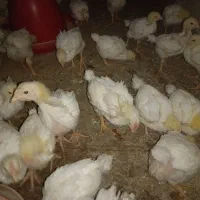 جوجه گوشتی راس ۱۳روزه واکسن خورده تضمینی مرغداری