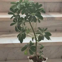 گل جوان|گل و گیاه طبیعی|بانه, |دیوار