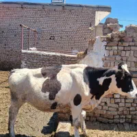 تلیسه صنعتی