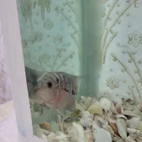 ماهی فلاور|ماهی|سراب, |دیوار