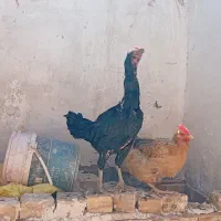 مرغ خروس لاری