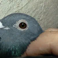 کبوتر پلاکی مسافتی جان اردن خون خالص خالص|پرنده|تهران, بوستان ولایت|دیوار