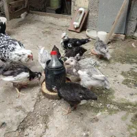 قروش جوجه گلین|حیوانات مزرعه|رشت, دروازه لاکان|دیوار
