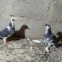 کبوتر جوانه مسافتی