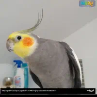 گمشده