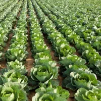 استخدام نیروی خانم سر زمین کشاورزی