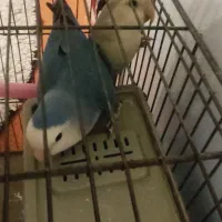 طوطی کوتوله|پرنده|شهرضا, |دیوار