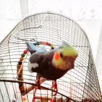 قفس طوطی سایز بزرگ
