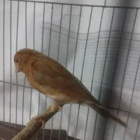 پرنده|پرنده|شیروان (خراسان), |دیوار