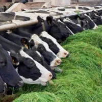 دامپروری-دامداری-در-حال-ساخت