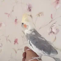 یک جفت عروس هلندی دستی با قفس بزرگ|پرنده|شیراز, تندگویان|دیوار