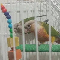 طوطی گیرنچیک آناناسی و عروس هلندی