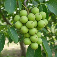 نهال گردو خوشه ای سالم و ریشه دار