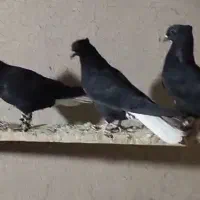 شش عدد اشعل|پرنده|آبادان, |دیوار