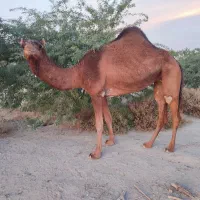 شتر|حیوانات مزرعه|میناب, |دیوار