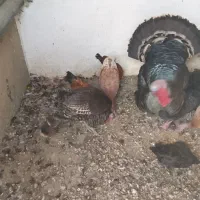 مرغ کردی|حیوانات مزرعه|بیلوار, |دیوار