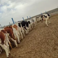 15راس گاو شیری و تلیسه آبستن بالا