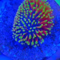 مرجان آب شور