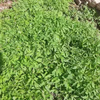 شطل گوجه|خدمات باغبانی و درختکاری|صحنه, |دیوار