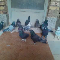 کبوتر پر  روزگاری|پرنده|لاران, |دیوار