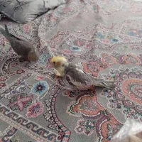 عروس هلندی سخنگو دستی