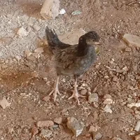 جوجه|حیوانات مزرعه|تبریز, |دیوار