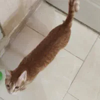 واگذاری دوتا بچه گربه خونگی