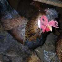 4عددمرغ 1عدد خروس