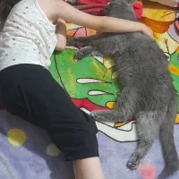 گربه