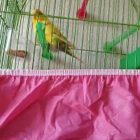 مرغ عشق ۸ ما هه ماده زیبا و خوش رنگ