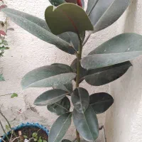 فروش گل فیلکوس