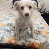 واگذاری یک قلاده اشپیتز