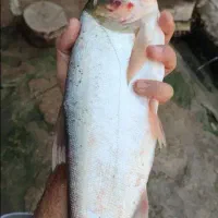 ماهی قزل تازه ب شرط